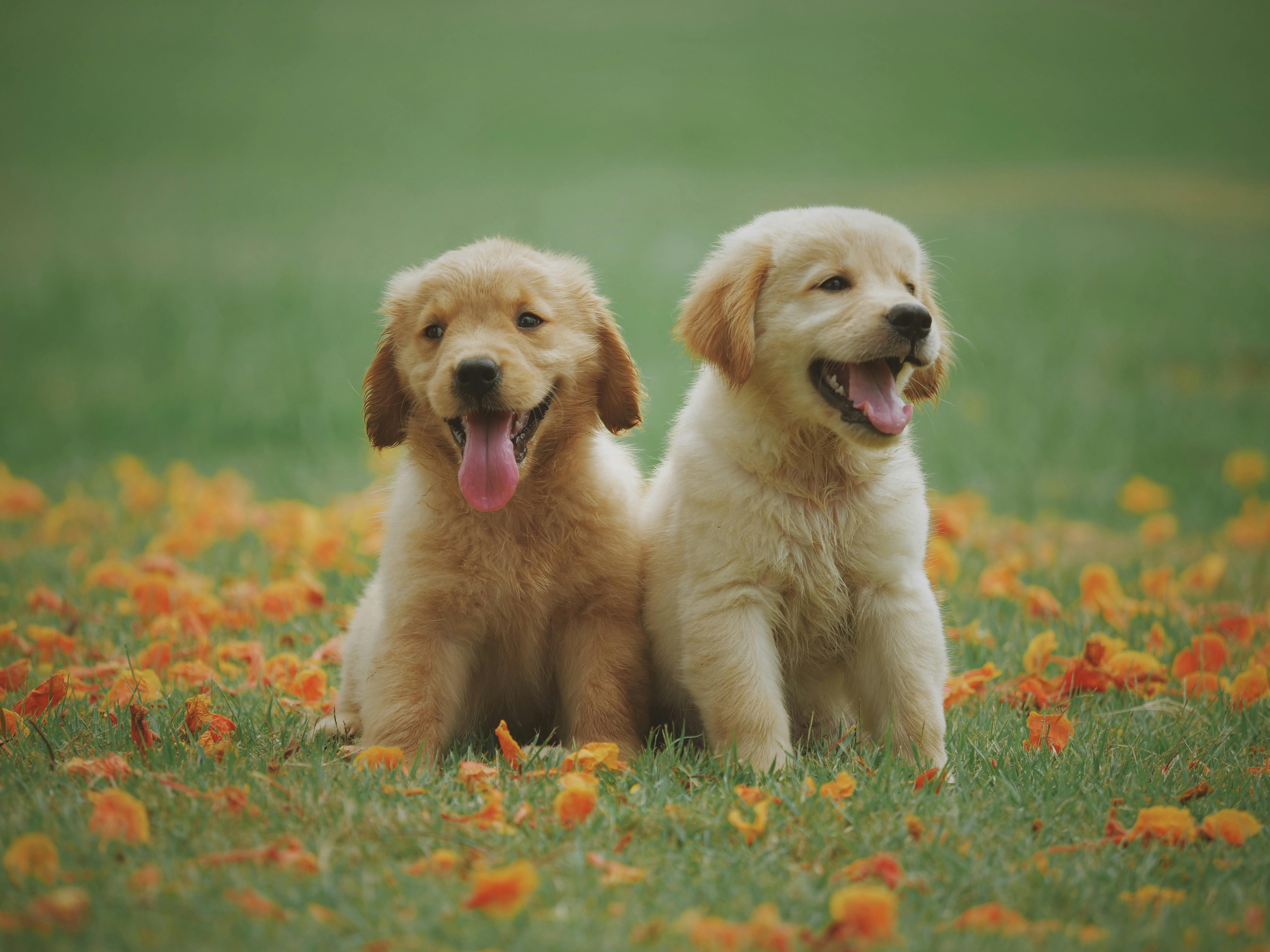 Pet Daycare for Puppies in Las Vegas: What to Consider