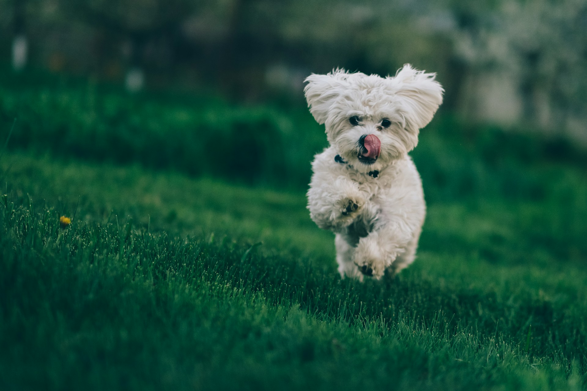 Eco-Friendly Pet Daycare Centers in Las Vegas Eco-Friendly Pet Daycare Centers in Las Vegas