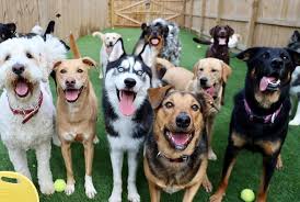 Dog Boarding Dog Boarding