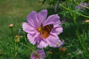 Flower Butterfly