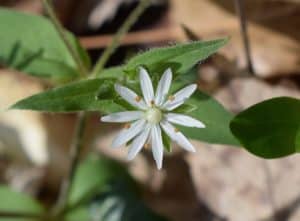 Blossom chickweed