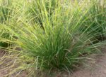 Vetiver plant