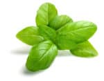 Basil plant