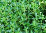 English Thyme