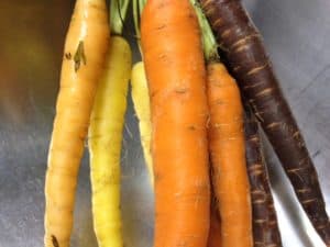 multicolor carrots raw closeup