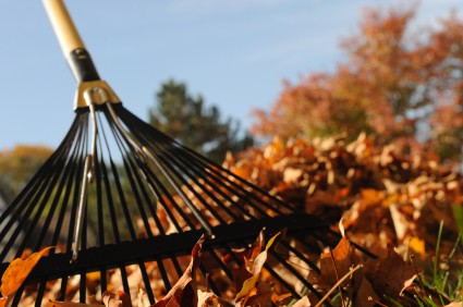 Raking leaves