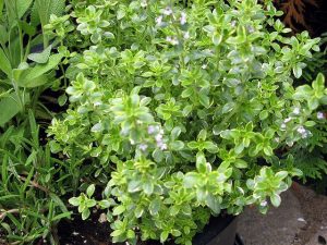 lemon-thyme