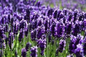 Lavender-plant