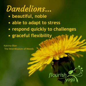 Dandelions