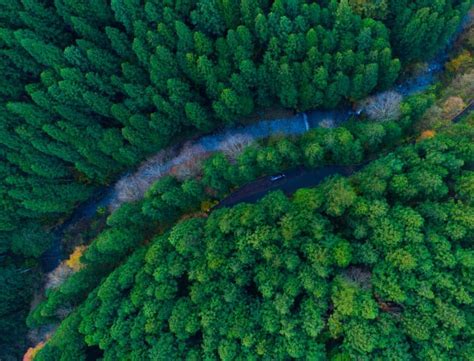 Forestry Management
