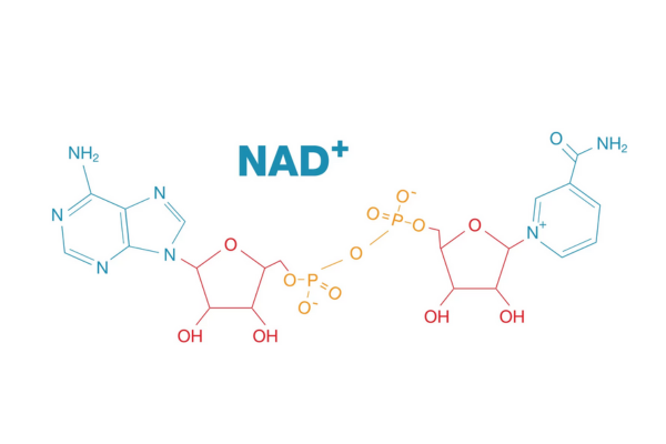 NAD+ molecule structure highlighting its role in cellular energy and DNA repair NAD+ molecule structure highlighting its role in cellular energy and DNA repair
