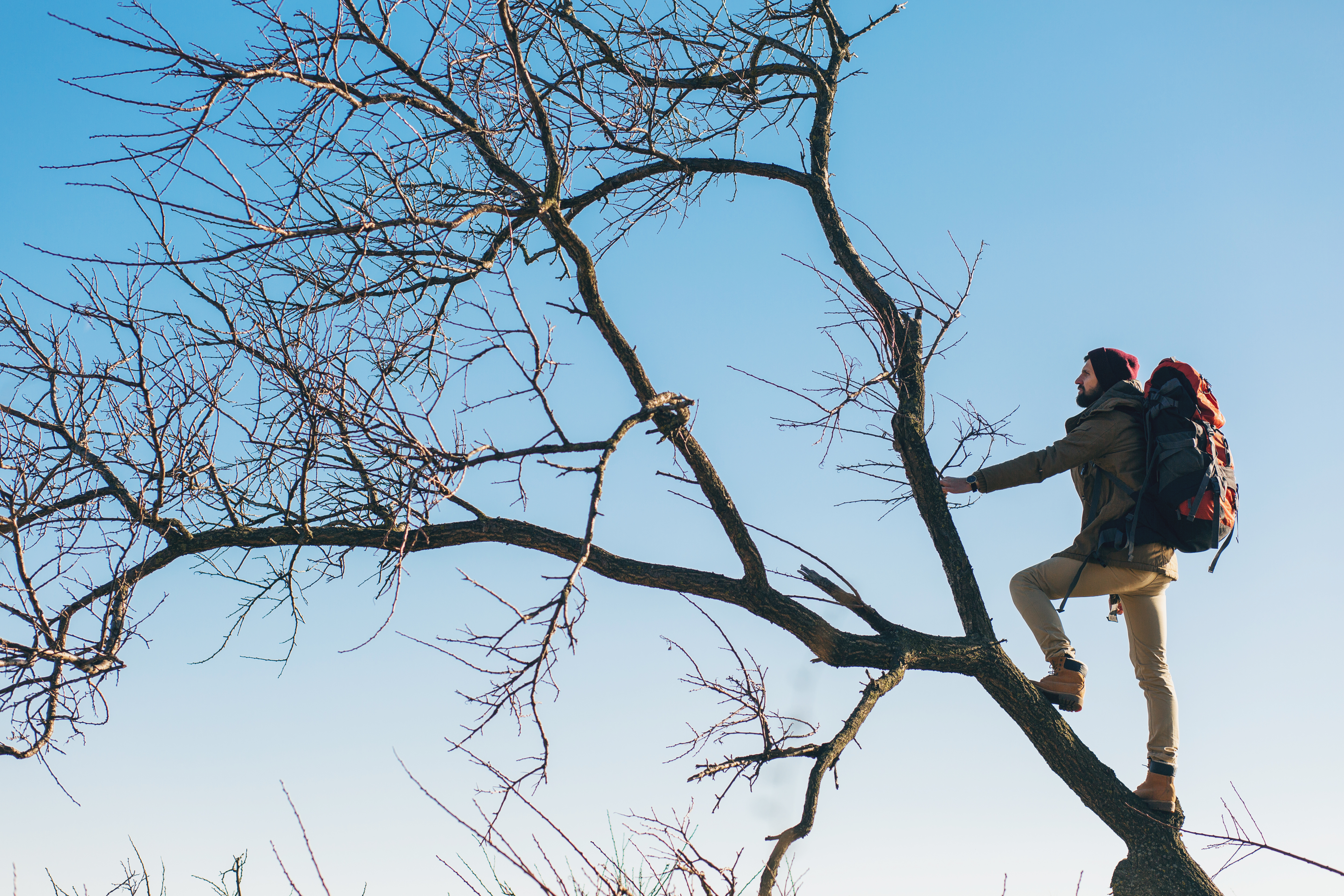 Tree trimming Tree trimming