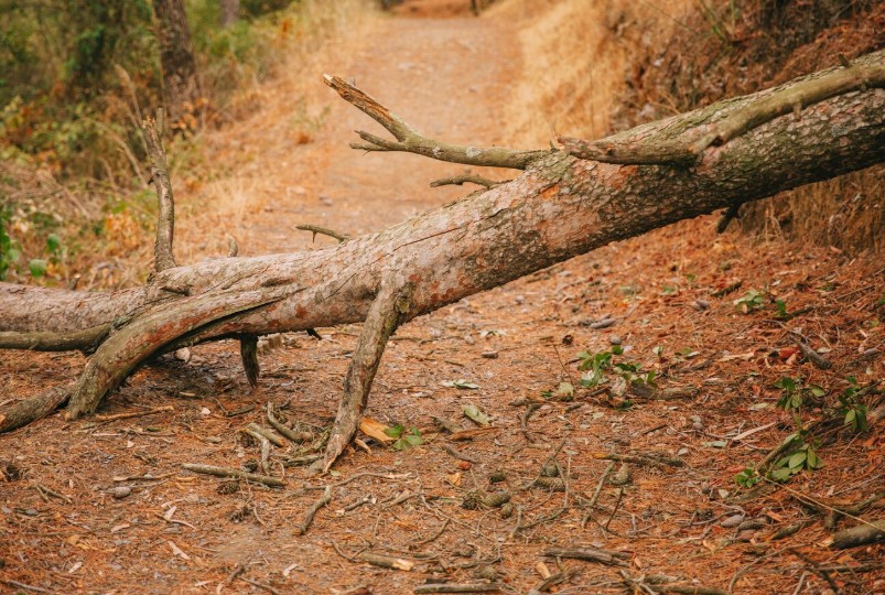 fallen tree in front of a road fallen tree in front of a road