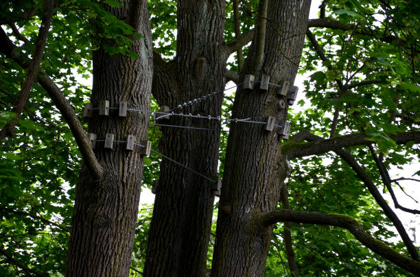 Three large tree trunks are connected by a system of cables and wooden blocks, likely to provide structural support or stability. The trees are surrounded by dense green foliage.