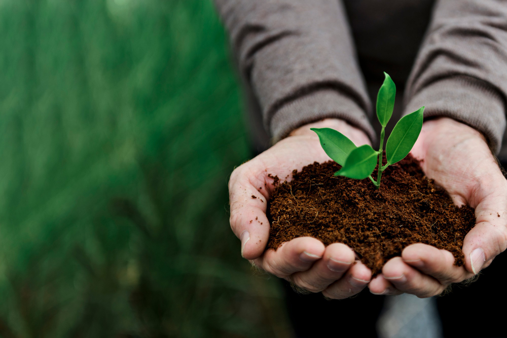 Hands gently holding a young green plant growing from soil, with a blurred background of lush foliage—symbolizing growth, care, and environmental stewardship.