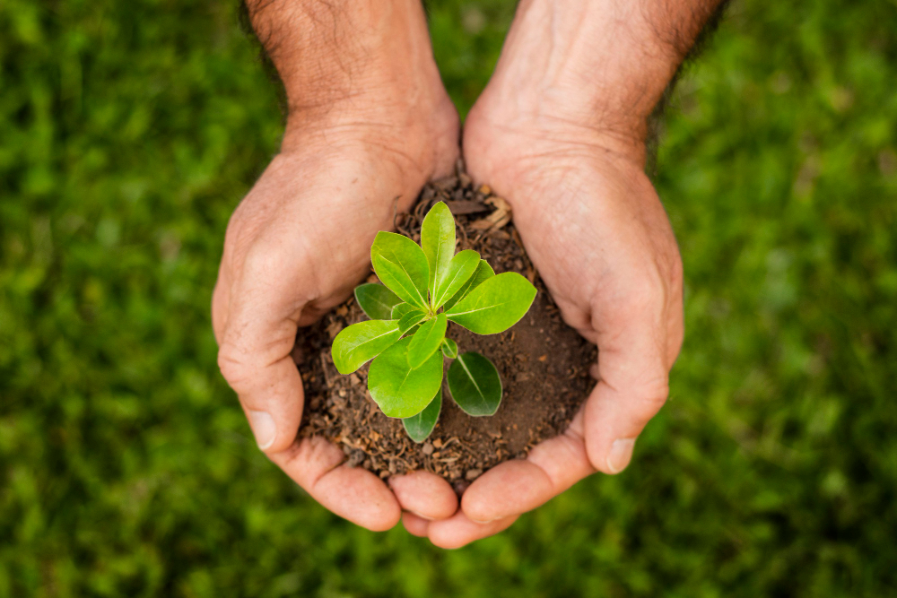 Tree Planting for Climate Action: How You Can Make a Real Impact Today