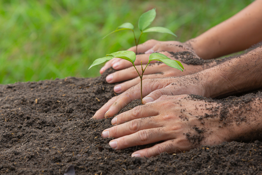 Close-up of multiple hands gently pressing soil around a newly planted tree sapling, symbolizing teamwork and care in a natural outdoor setting. Close-up of multiple hands gently pressing soil around a newly planted tree sapling, symbolizing teamwork and care in a natural outdoor setting.