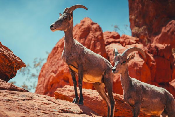 "Desert bighorn sheep grazing in Boulder City, Nevada near Lake Mead – a common sight for outdoor adventurers and wildlife lovers." "Desert bighorn sheep grazing in Boulder City, Nevada near Lake Mead – a common sight for outdoor adventurers and wildlife lovers."