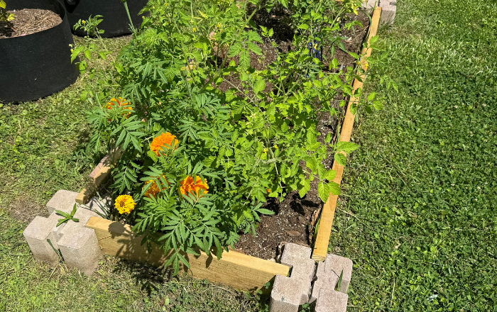 Raised Beds Raised Beds