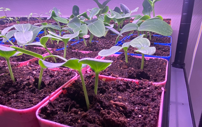 Survival Garden Seeds Survival Garden Seeds