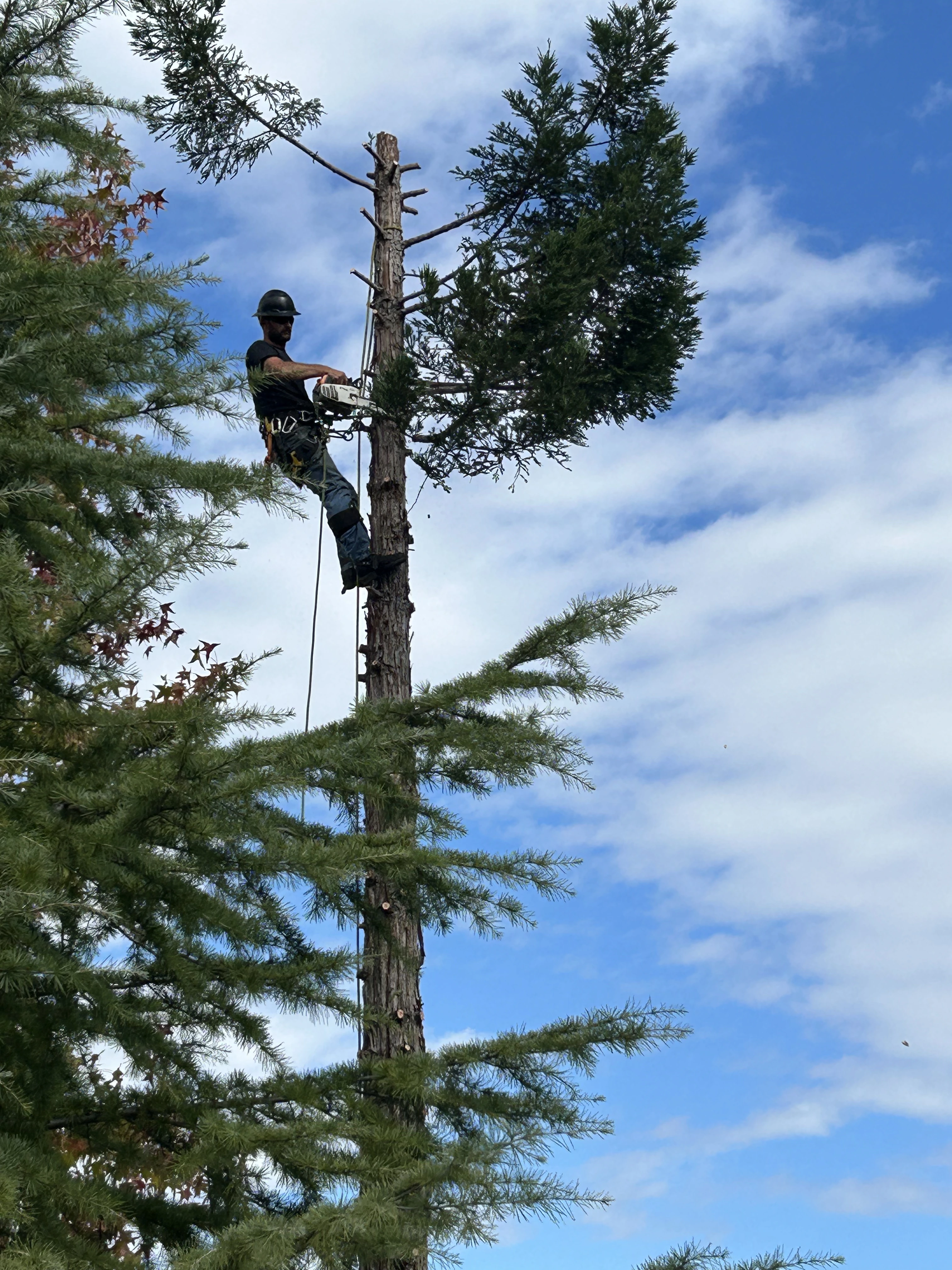 Stump Grinding and Cleanup