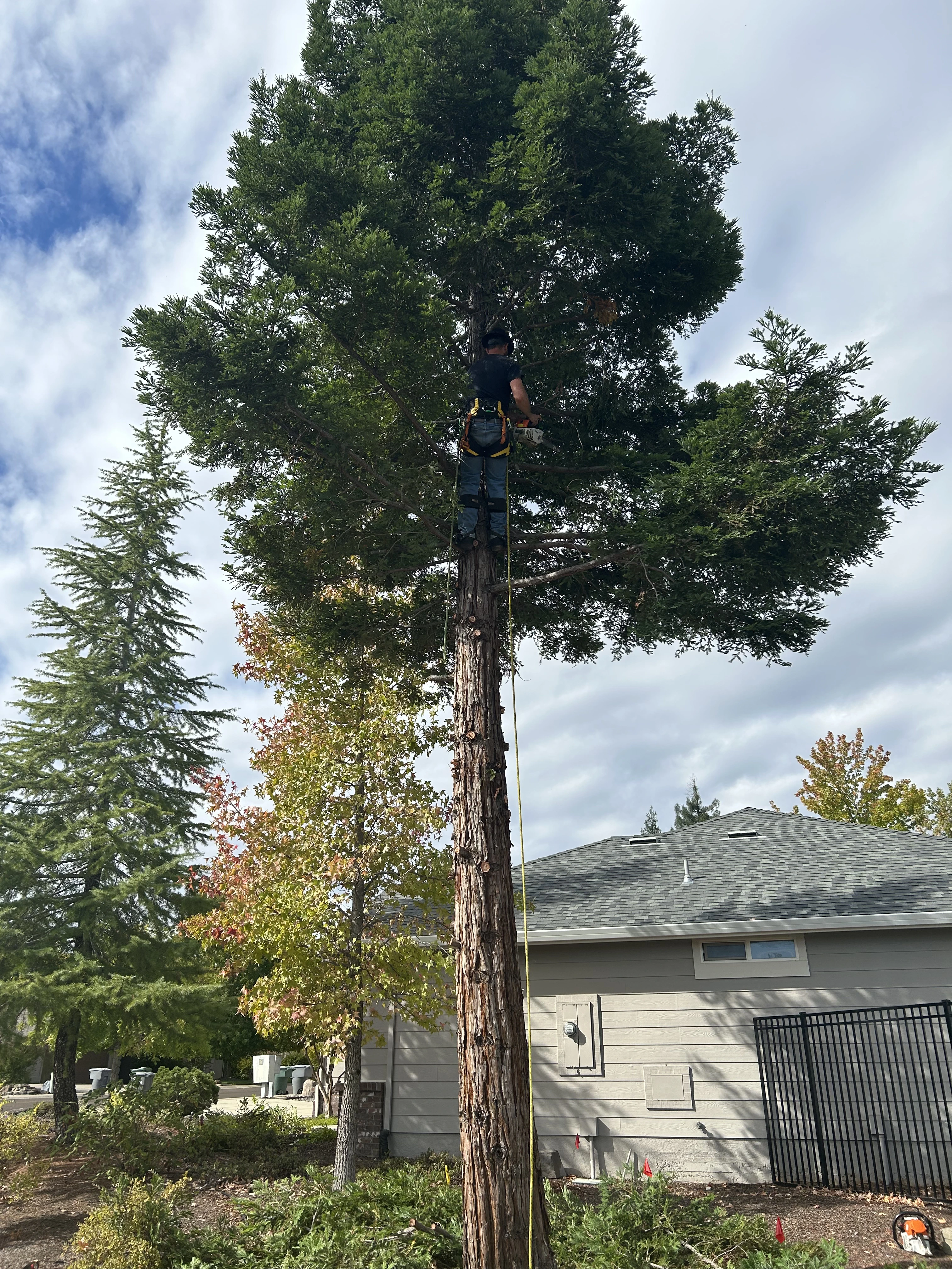 Excavator Masticator Redding