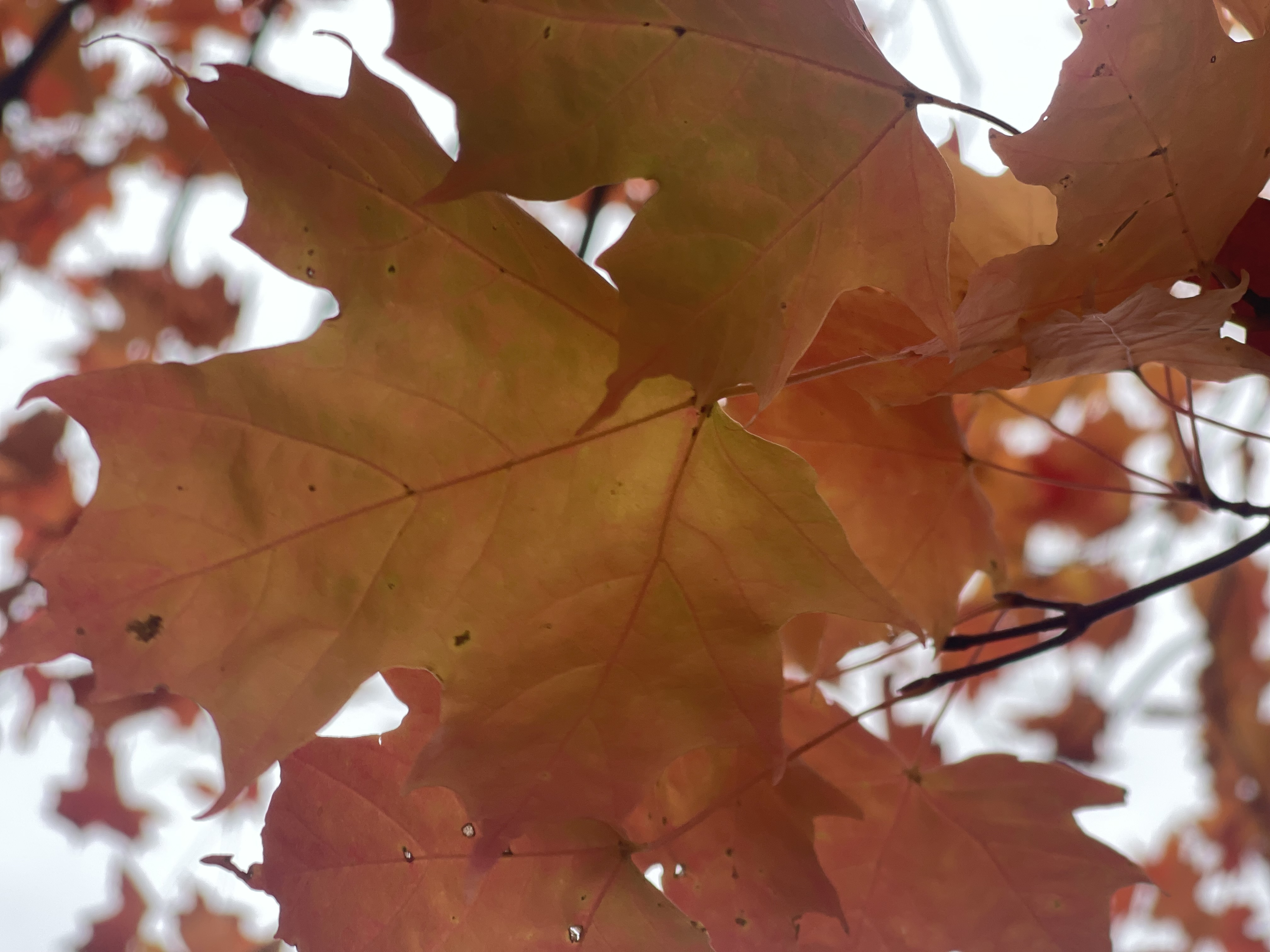 Autumn Leaves Autumn Leaves