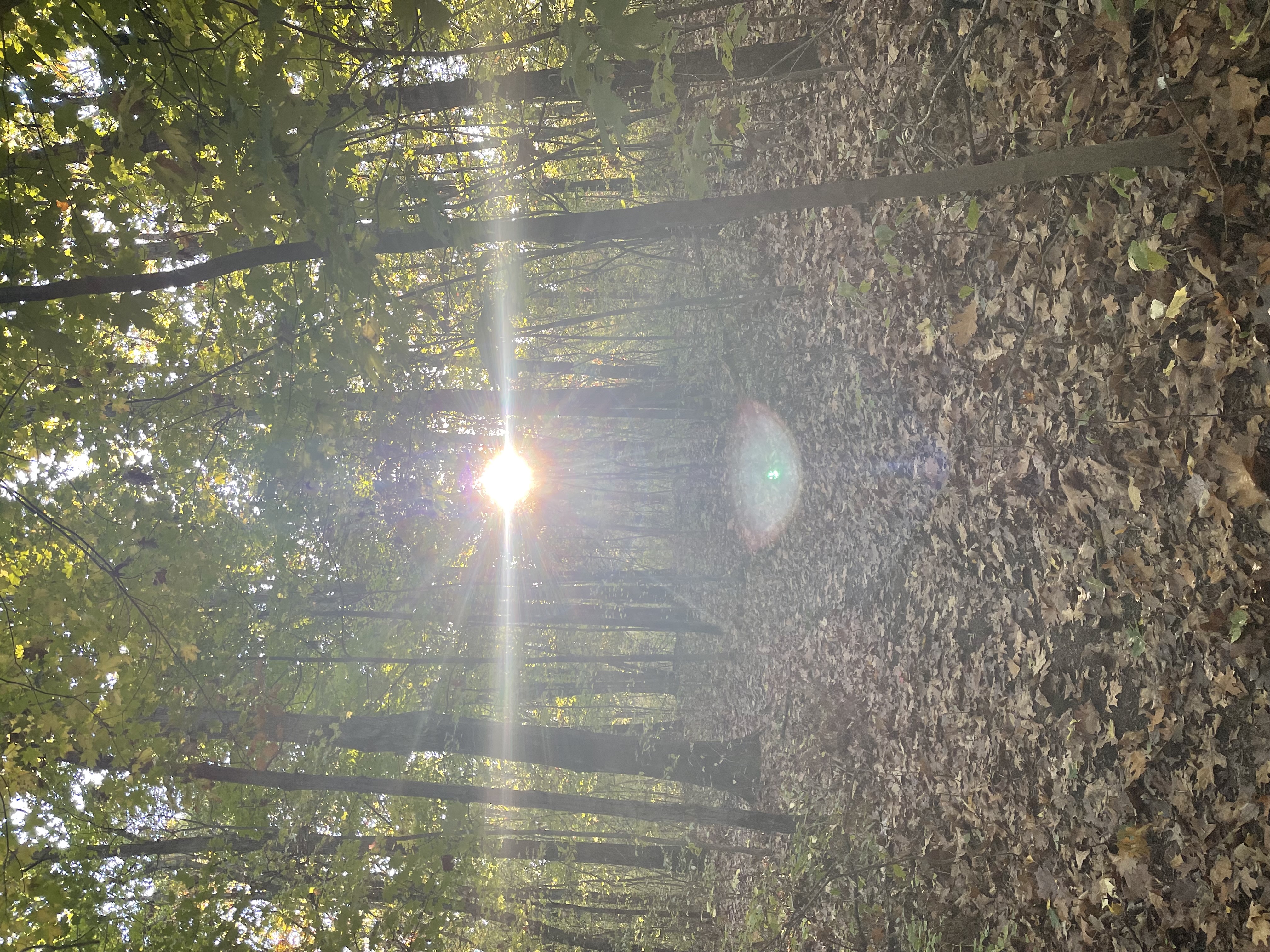 Sunbeam looks like angel floating in the woods Sunbeam looks like angel floating in the woods