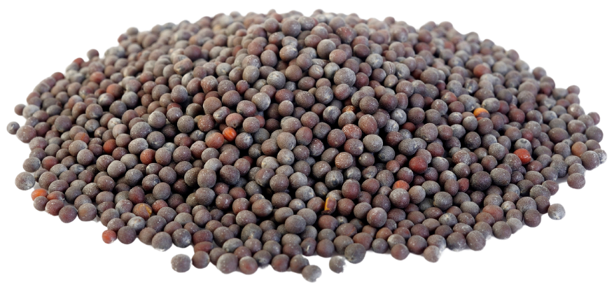 black mustard black mustard