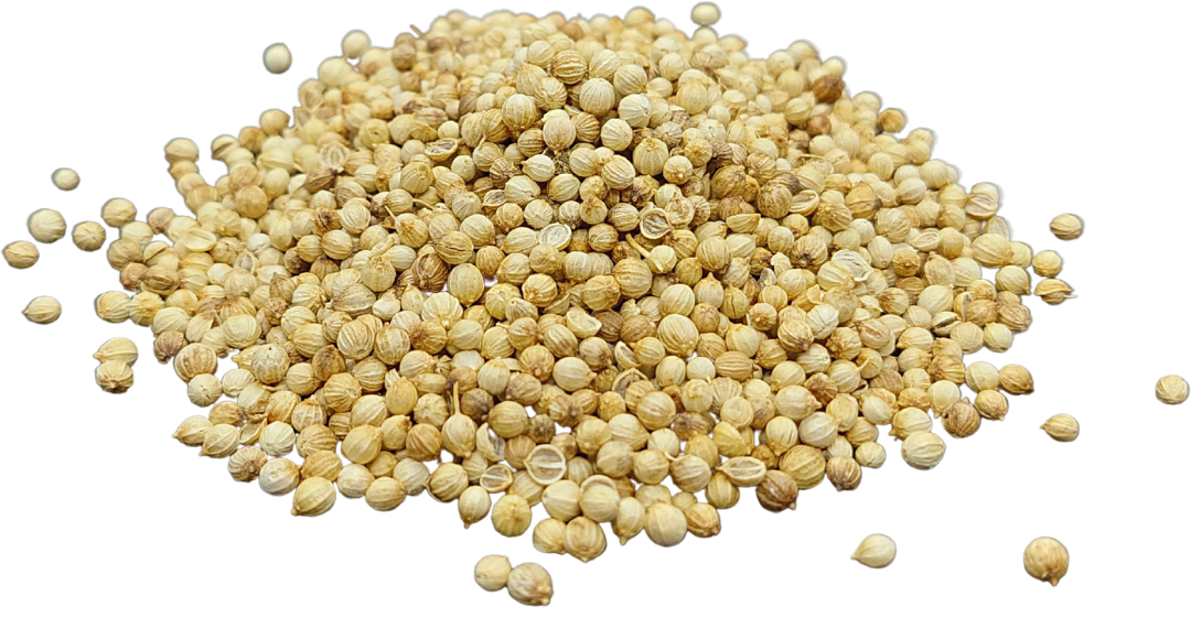 coriander