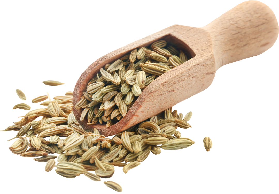fennel fennel