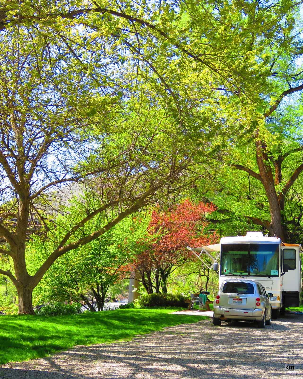 RVs parked under shade trees at Riverside RV Park
