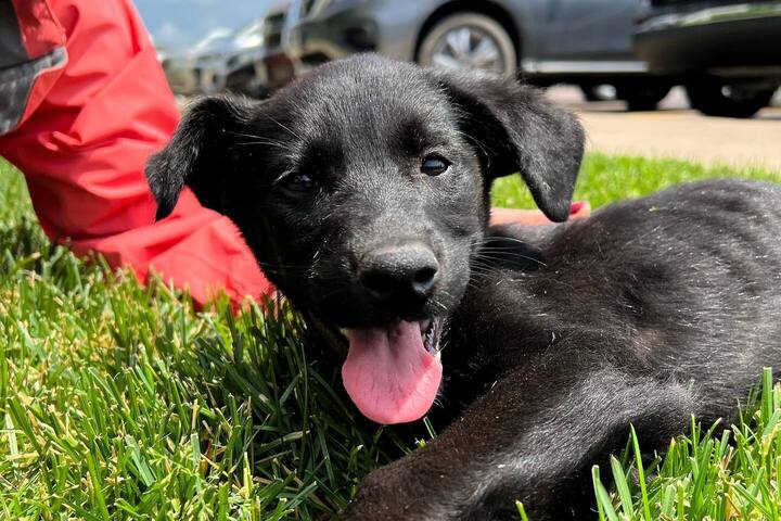 Ember Puppy