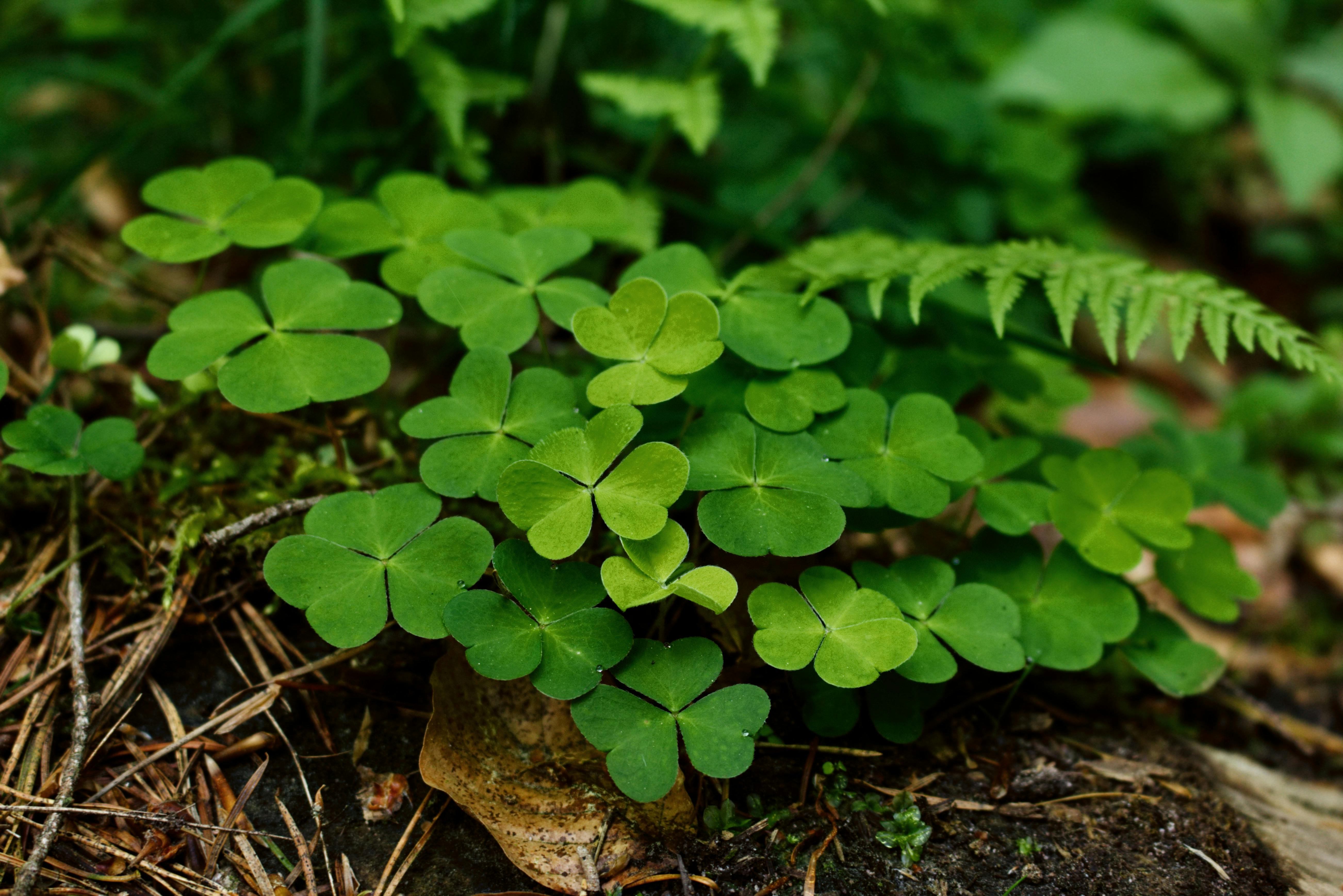 Clovers