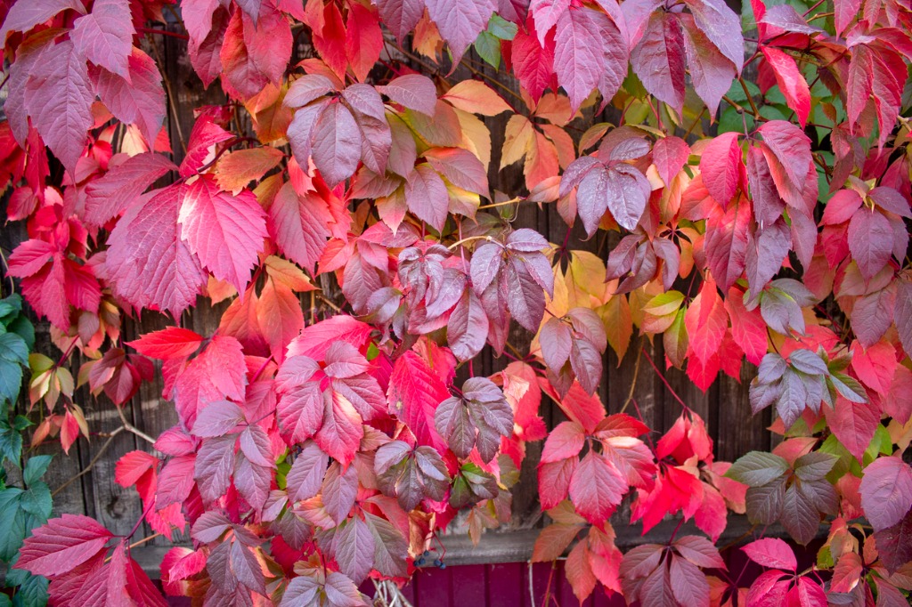 Why Leaves Change Color In The Fall, Red and Purple Leaves, Anthocyanin