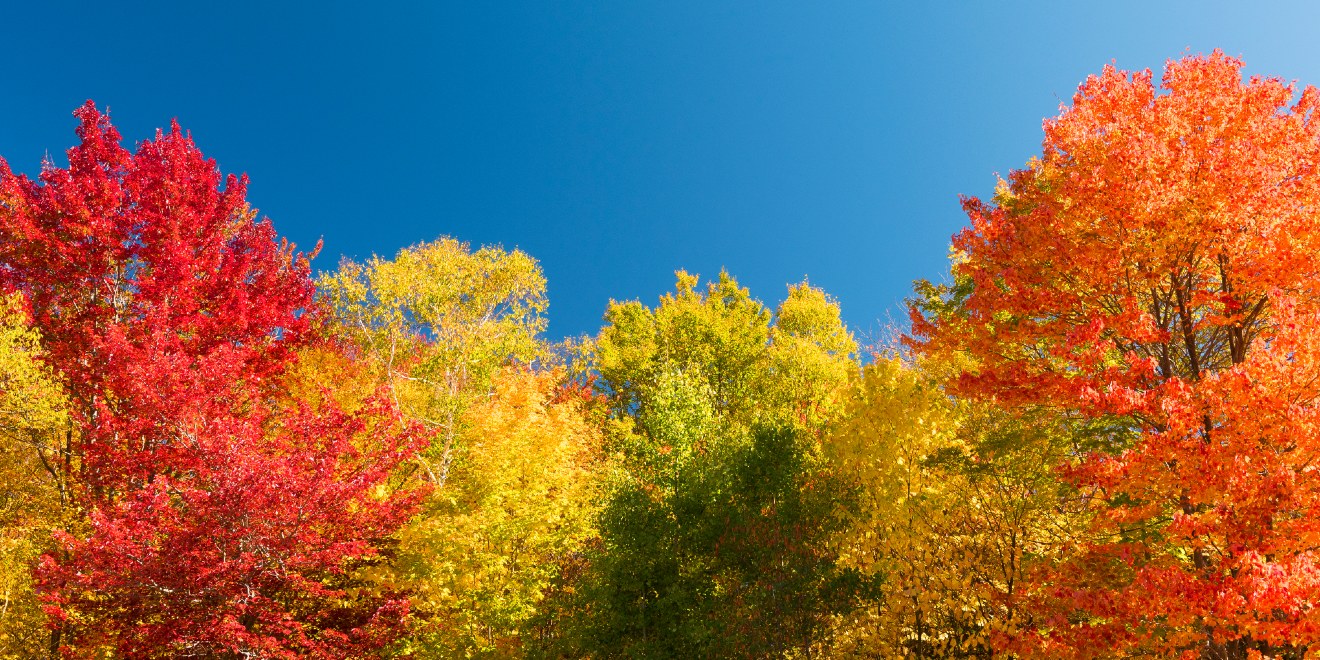 The Science of Fall Fun, Leaves Changing Color