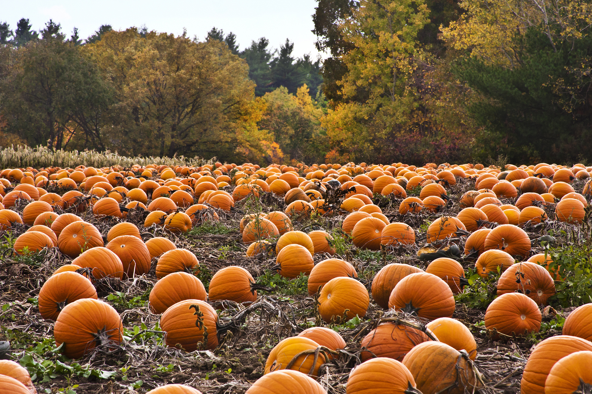 The Science of Fall Fun, Pumpkins, Pumpkin Patch