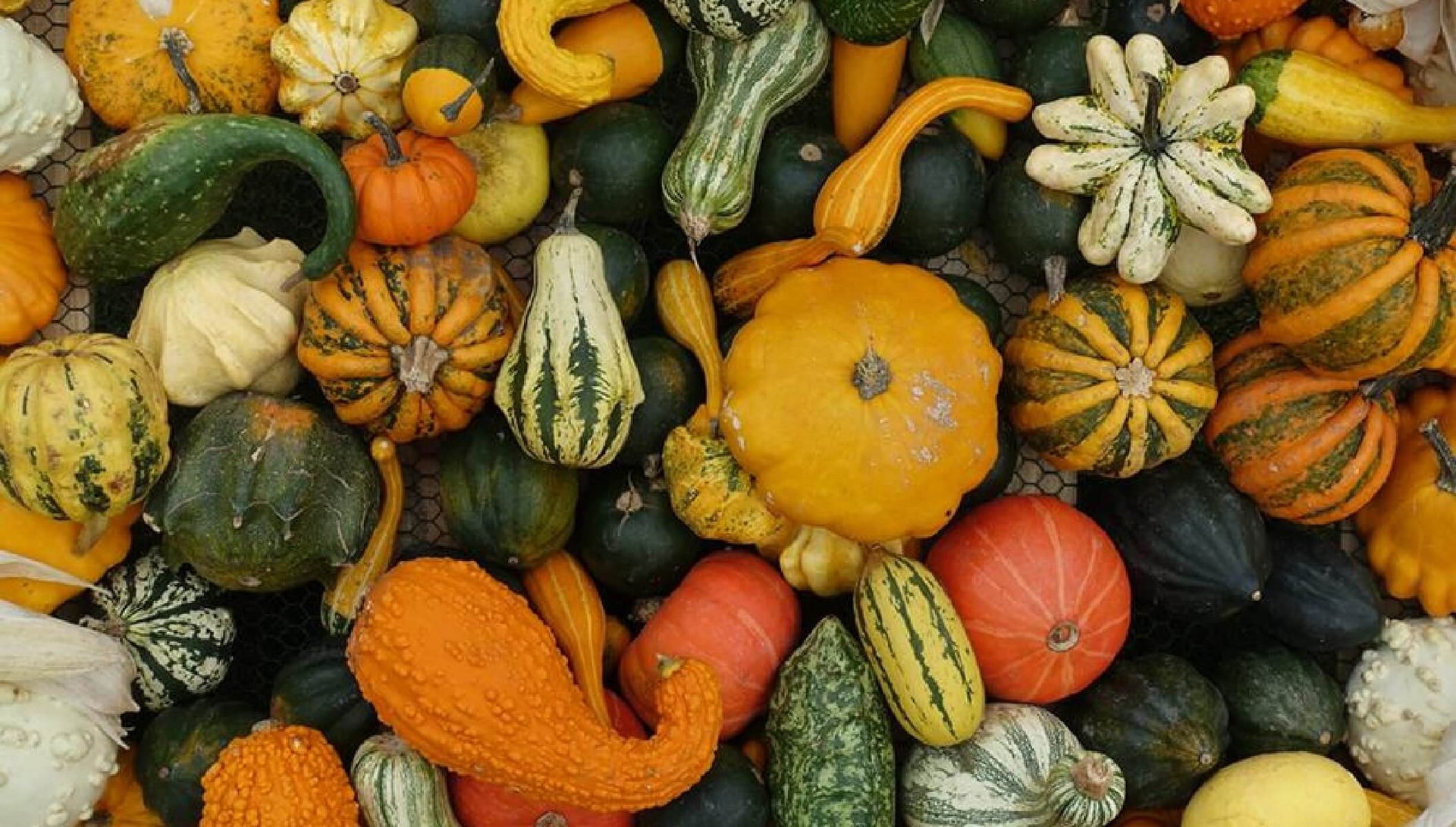 Fun Facts About Pumpkins For Kids, 45 Types Of Pumpkins, Pumpkin Varieties