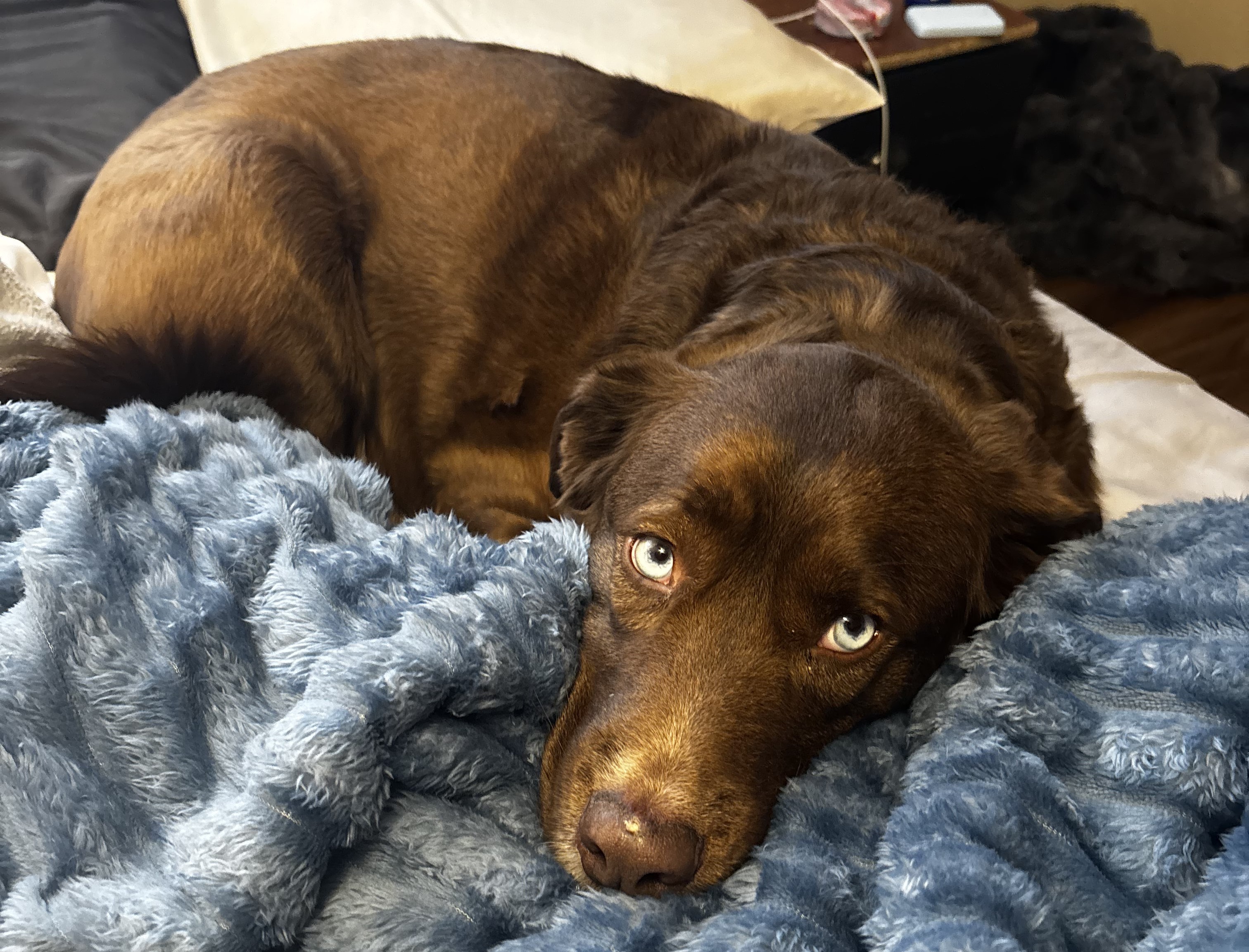 January Pet of the Month, King, Dog-Friendly Hotel Rooms