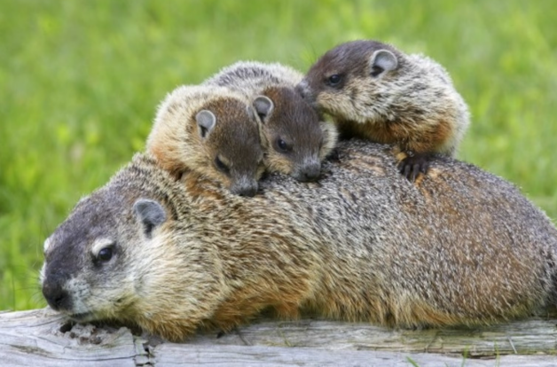 Groundhog with Babies