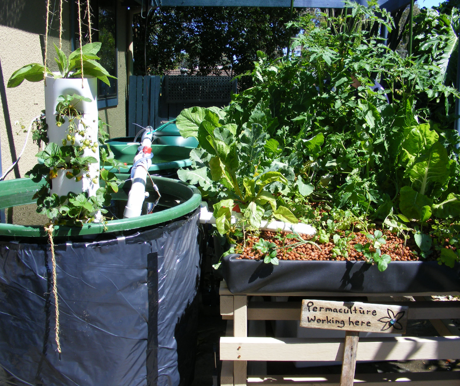 aquaponics growbed