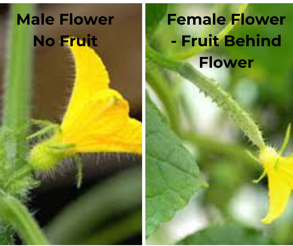 male and female cucumber flowers