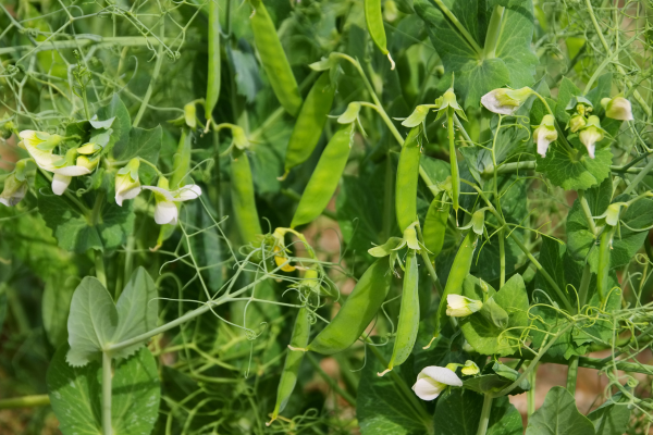 peas peas