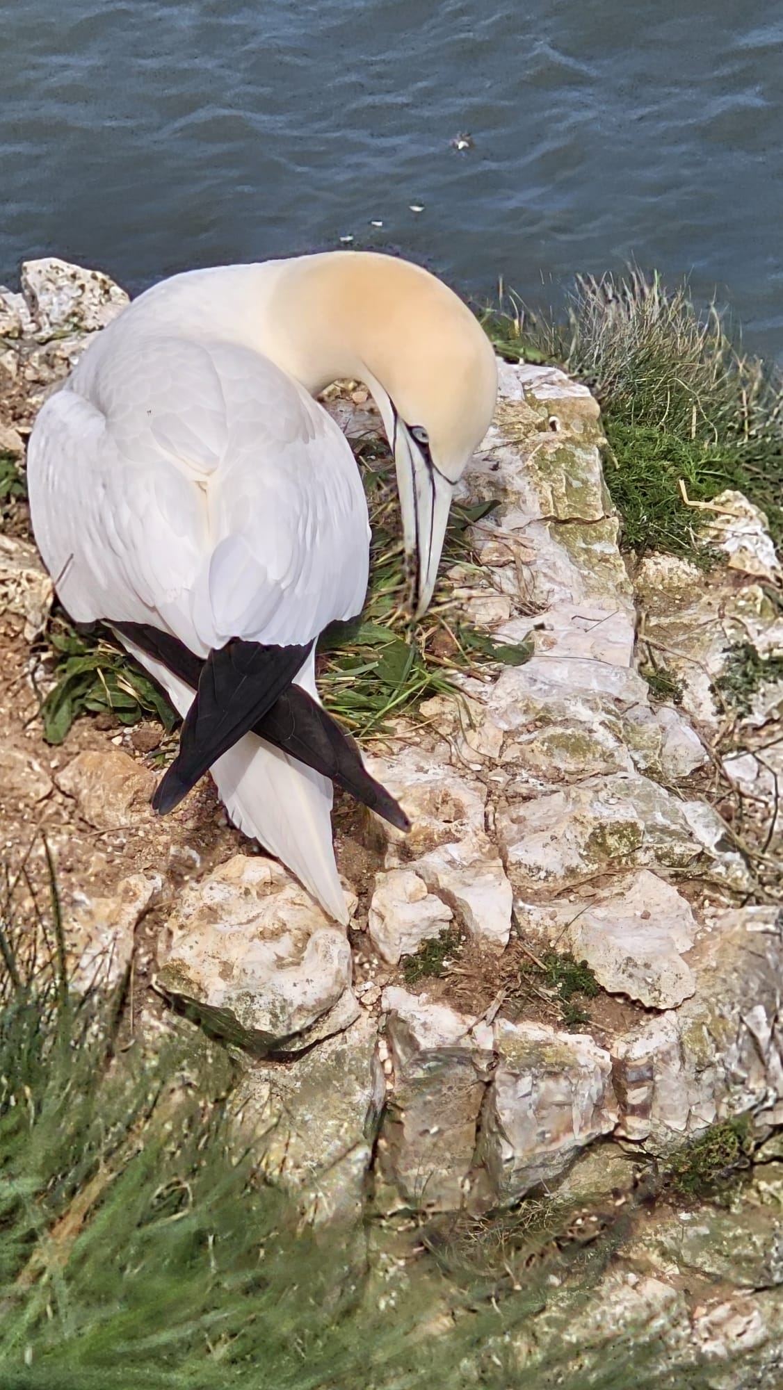 gannet gannet