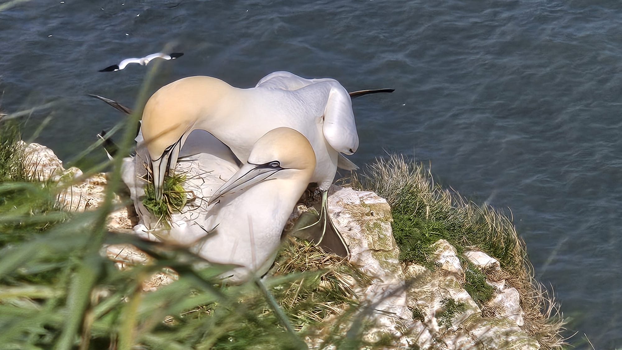gannet gannet
