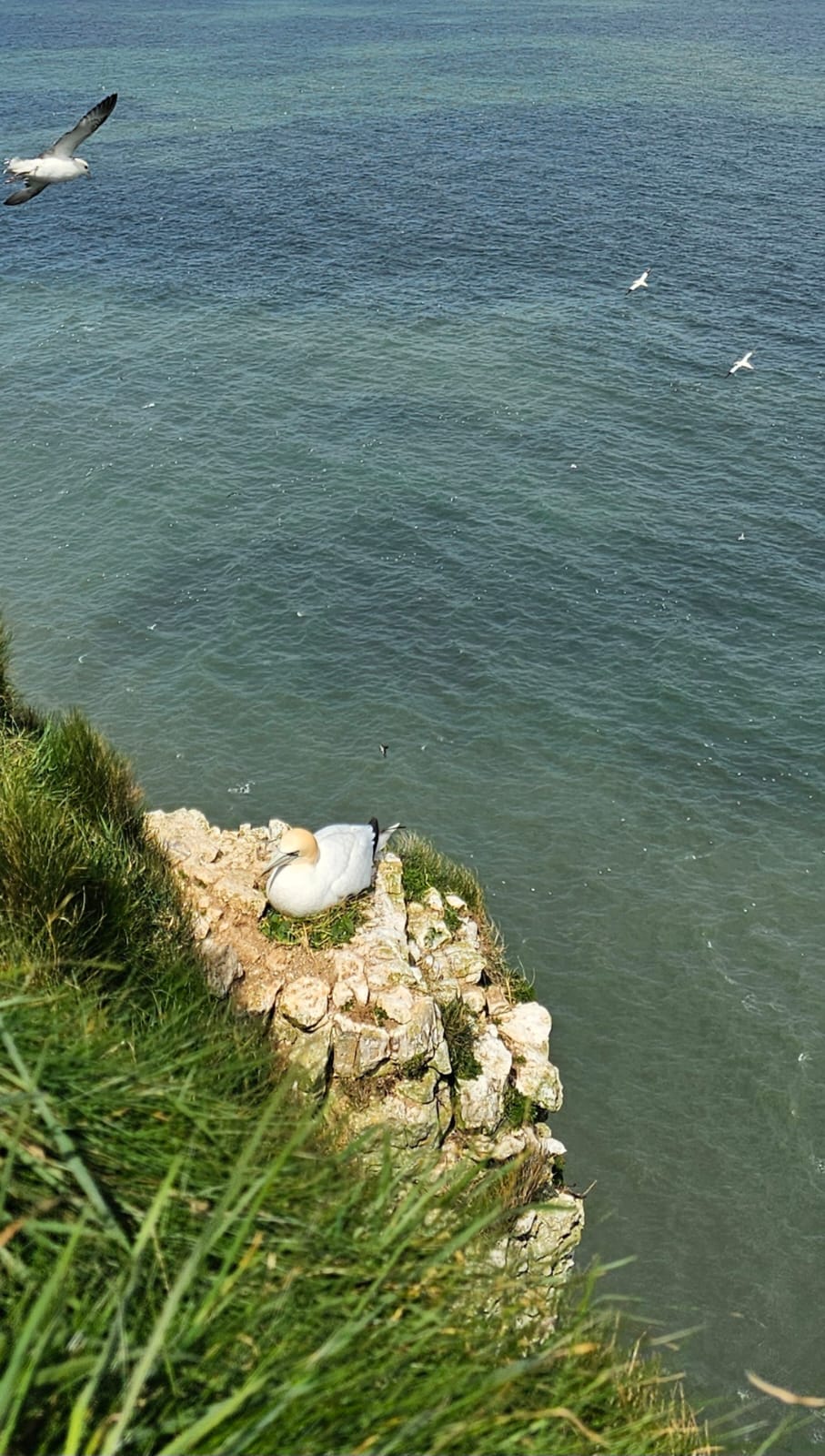 gannet gannet
