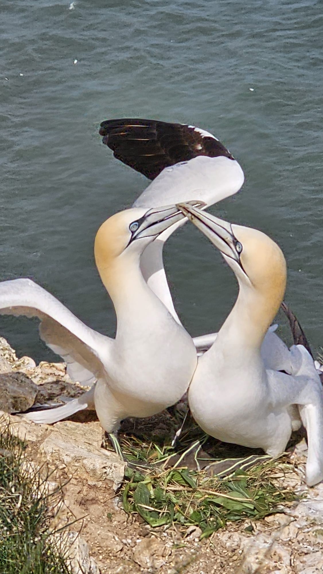 gannet gannet
