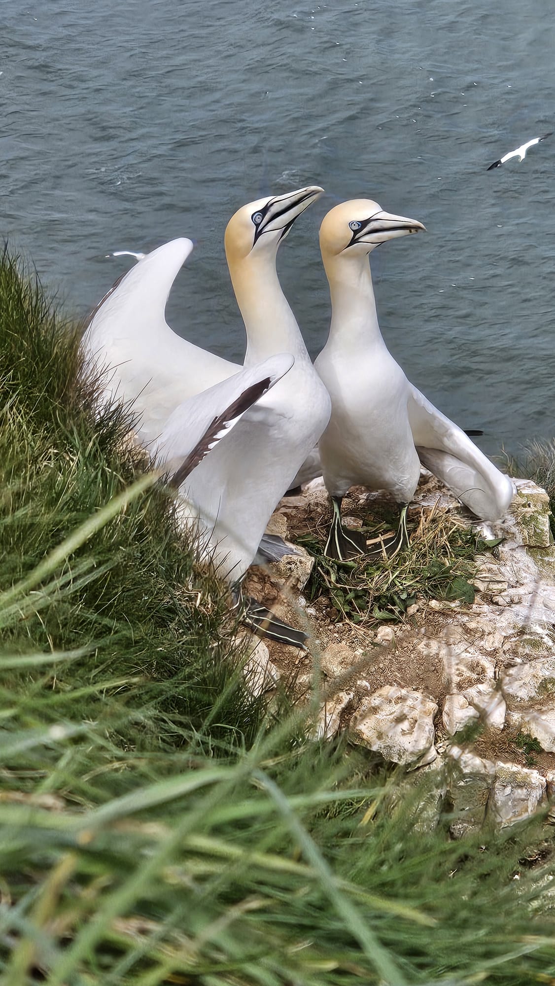 gannet gannet