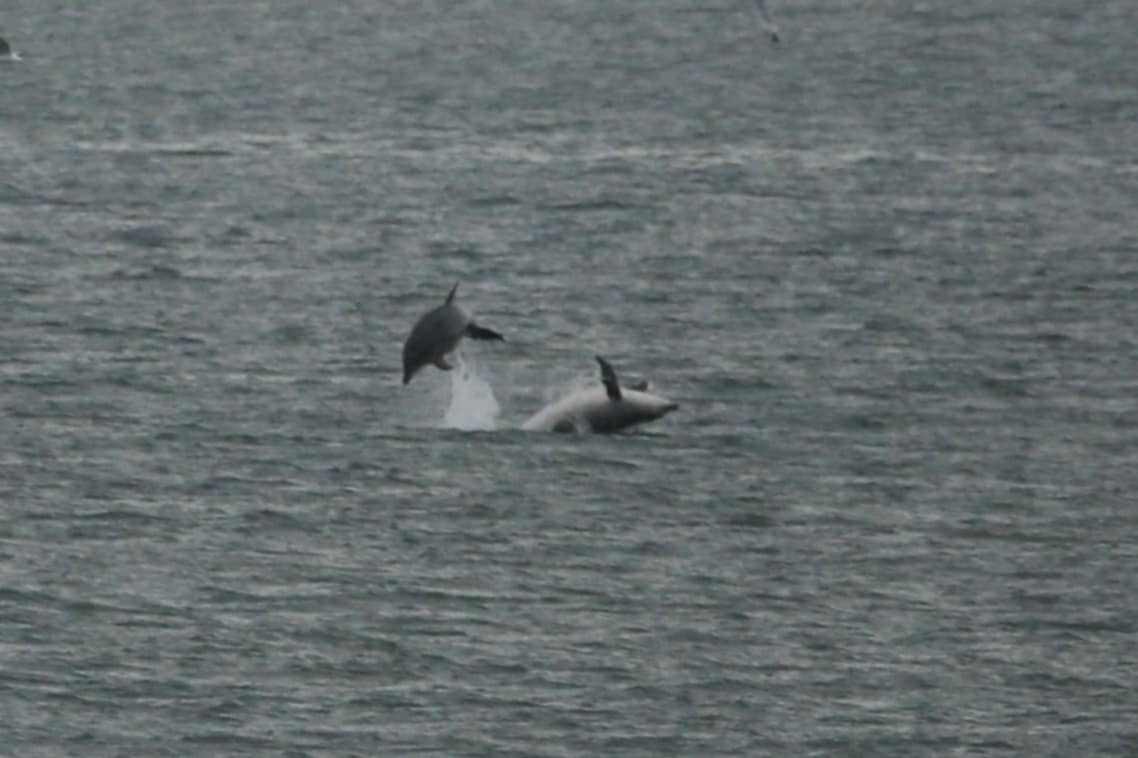 gannet gannet