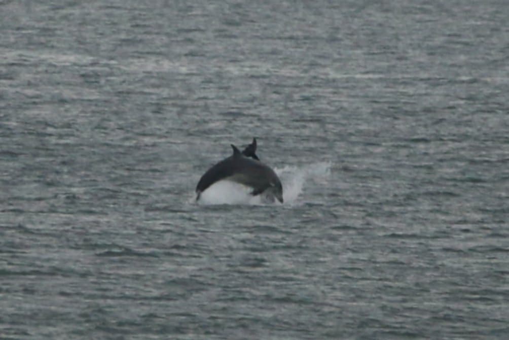 gannet gannet